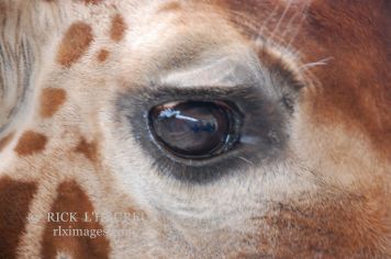 Giraffe Eye